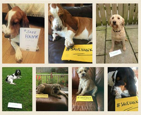 Pooch Power: These dogs helped Hank